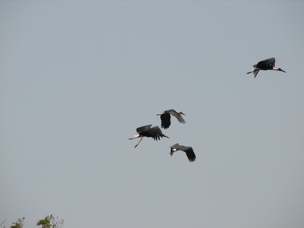 Ciconia episcopus (Bangau sandang-lawe/Woolly-necked stork) di Tuban